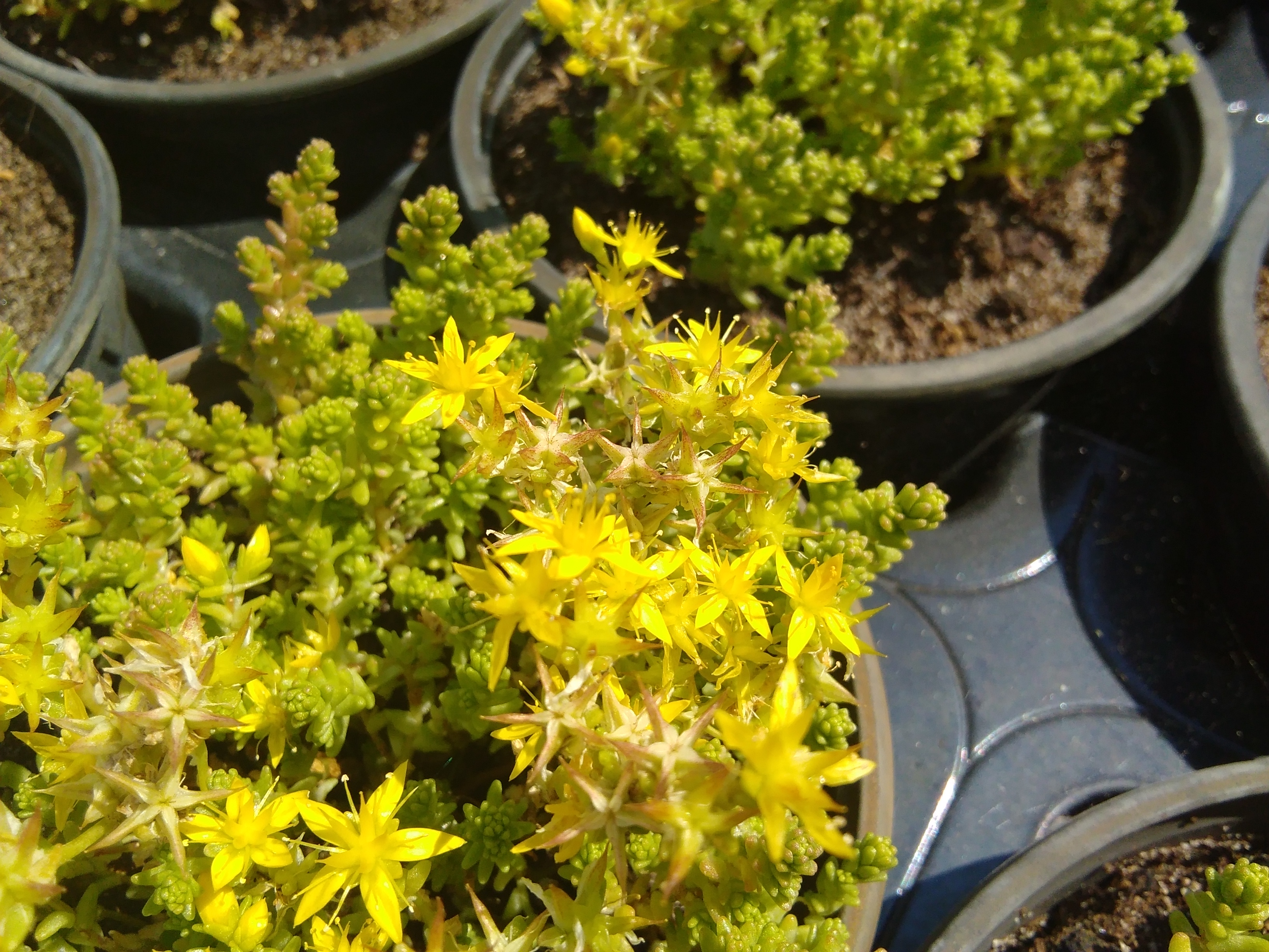 Sedum acre 'Yellow Queen' - Groenpalet Shop