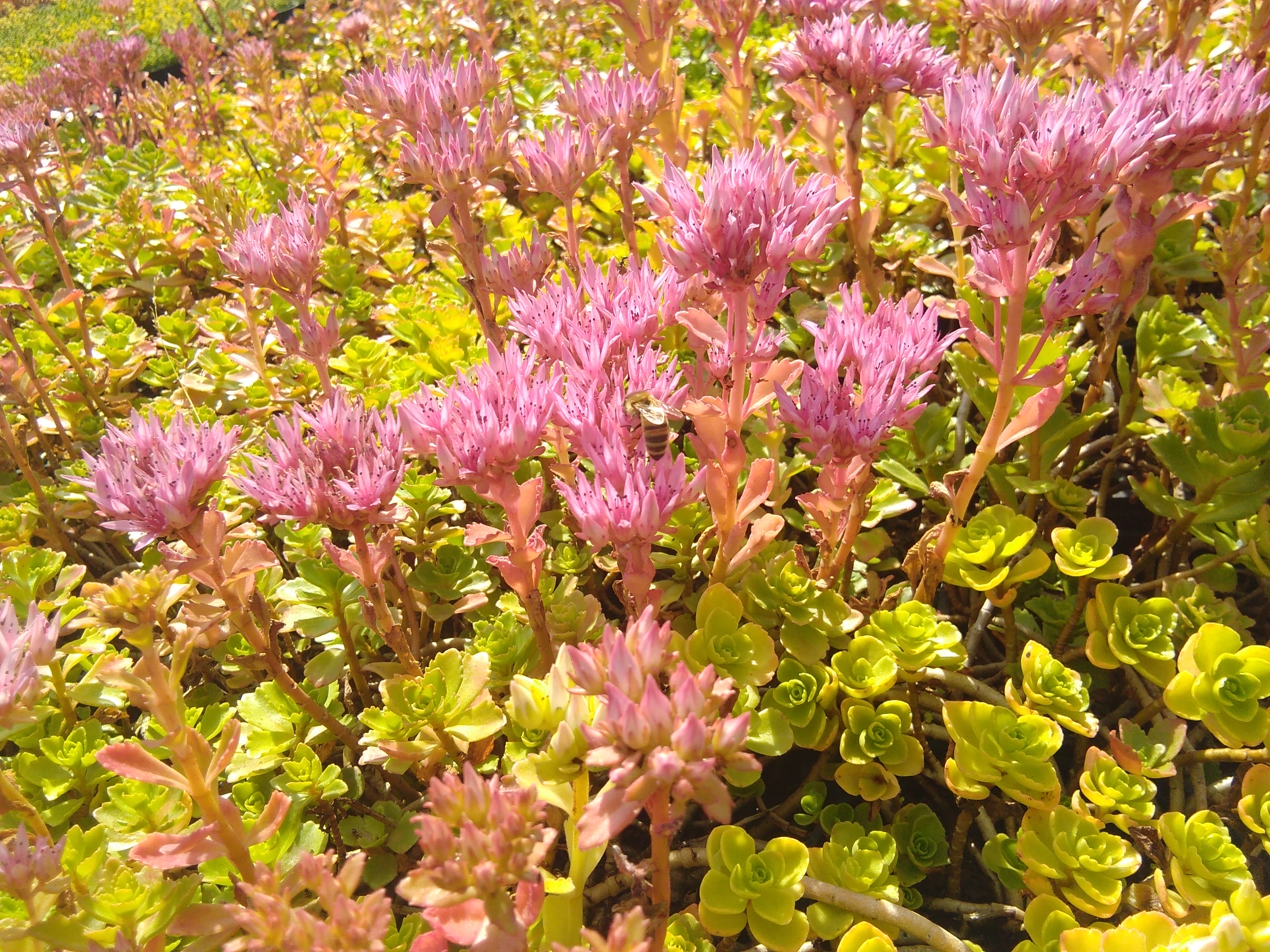 Sedum spurium Summer Glory – Groenpalet Shop