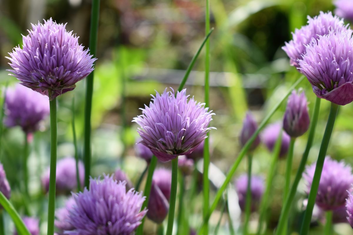 Allium Schoenoprasum Bieslook