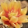 Opuntia cordata