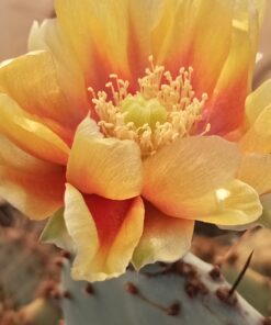 Opuntia cordata