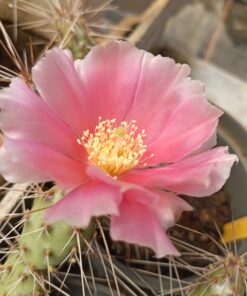 Opuntia fragilis x Opuntia zuniensis