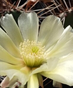 Opuntia fragilis