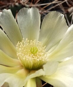 Opuntia fragilis