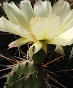 Opuntia fragilis
